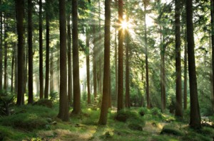 Individual Therapy Individual Therapy